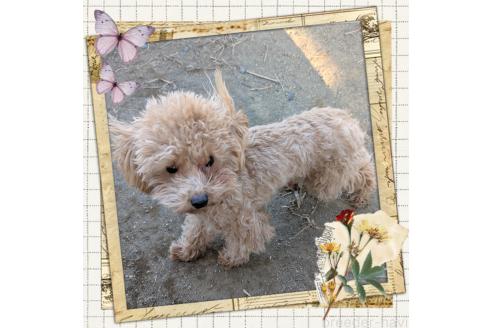 成約済の静岡県のティーカッププードル-367803の2枚目