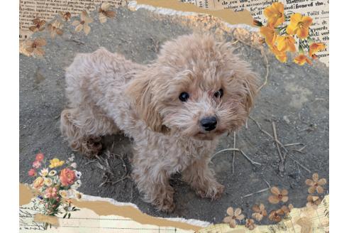 成約済の静岡県のティーカッププードル-367803の1枚目