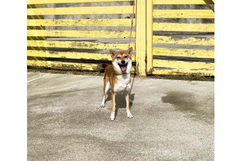 成約済の奈良県の柴犬-367946の3枚目