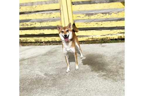 成約済の奈良県の柴犬-367946の2枚目