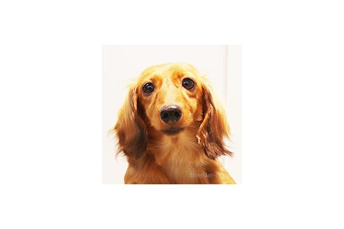 ぴりかちゃん1枚目
