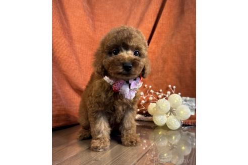 成約済の茨城県のトイプードル-367979の5枚目