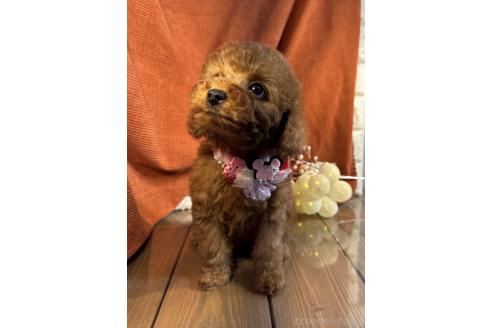 成約済の茨城県のトイプードル-367979の4枚目