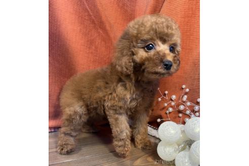 成約済の茨城県のトイプードル-367979の3枚目
