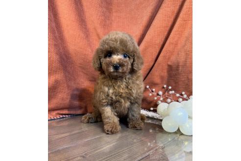 成約済の茨城県のトイプードル-367983の5枚目