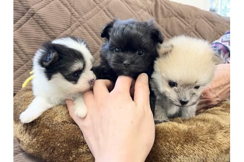 成約済の三重県のポメマル:ポメラニアン×マルチーズ-367994の3枚目