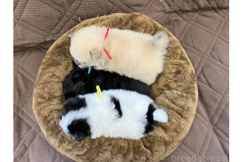 成約済の三重県のポメマル:ポメラニアン×マルチーズ-367994の2枚目