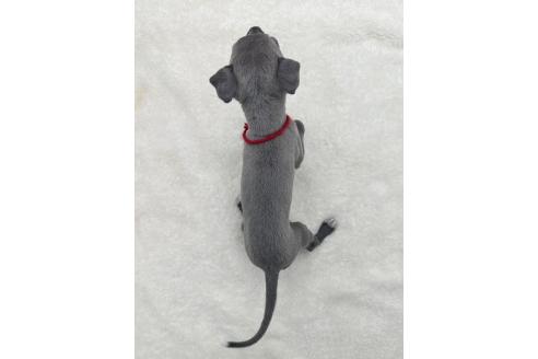 成約済の愛知県のイタリアングレーハウンド(イタグレ)-367049の4枚目