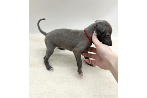 成約済の愛知県のイタリアングレーハウンド(イタグレ)-367049の3枚目