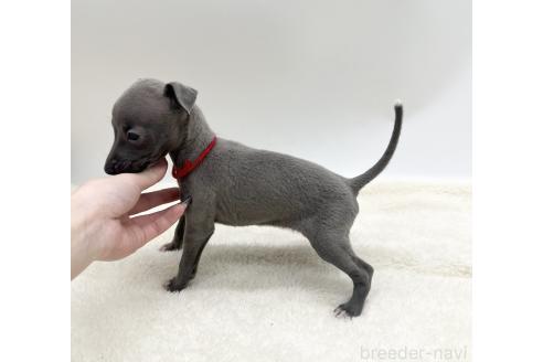 成約済の愛知県のイタリアングレーハウンド(イタグレ)-367049の2枚目