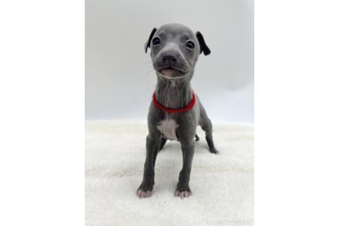 成約済の愛知県のイタリアングレーハウンド(イタグレ)-367049