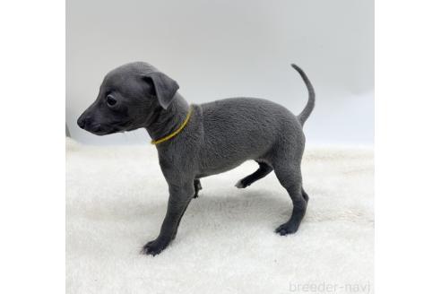 成約済の愛知県のイタリアングレーハウンド(イタグレ)-367045の3枚目