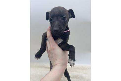 成約済の愛知県のイタリアングレーハウンド(イタグレ)-364316の3枚目