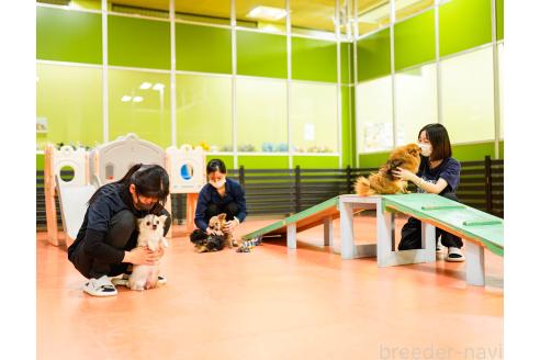 成約済の神奈川県のトイプードル-357209の2枚目