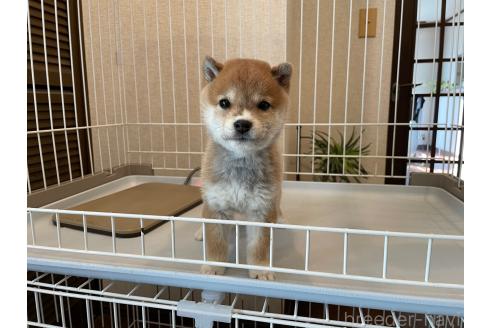 成約済の兵庫県の豆柴-365081の2枚目