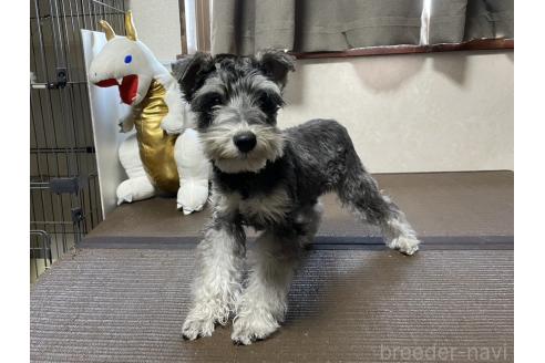 成約済の東京都のミニチュアシュナウザー-356073の6枚目