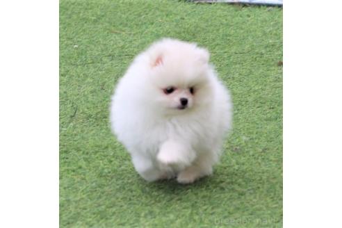 成約済の栃木県のポメラニアン-368015の2枚目