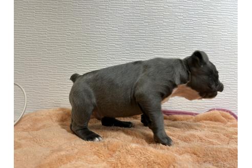 成約済の茨城県のエキゾチックブリー-362229の6枚目