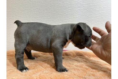 成約済の茨城県のエキゾチックブリー-362229の4枚目
