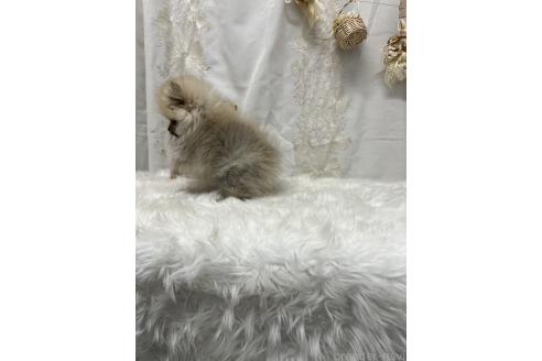 成約済の愛媛県のポメラニアン-363748の9枚目