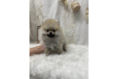 成約済の愛媛県のポメラニアン-363748の7枚目