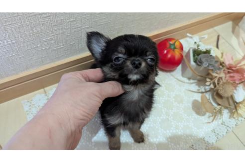 成約済の広島県のチワプー:チワワ×トイプードル-358074の48枚目