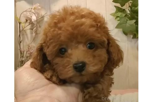 成約済の愛知県のティーカッププードル-362167の4枚目