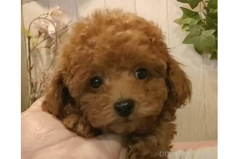 成約済の愛知県のティーカッププードル-362167の2枚目