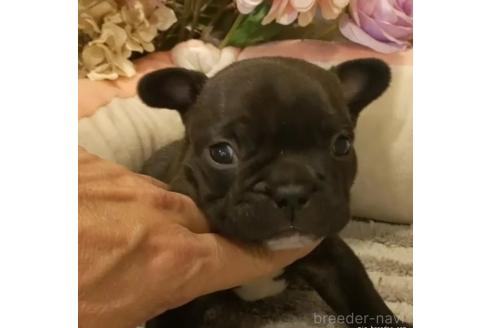 成約済の愛知県のフレンチブルドッグ-368065の1枚目