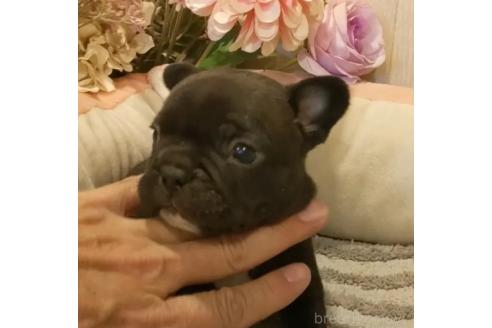 成約済の愛知県のフレンチブルドッグ-368065の5枚目