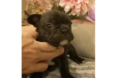 成約済の愛知県のフレンチブルドッグ-368065の4枚目