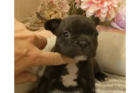 成約済の愛知県のフレンチブルドッグ-368065の3枚目