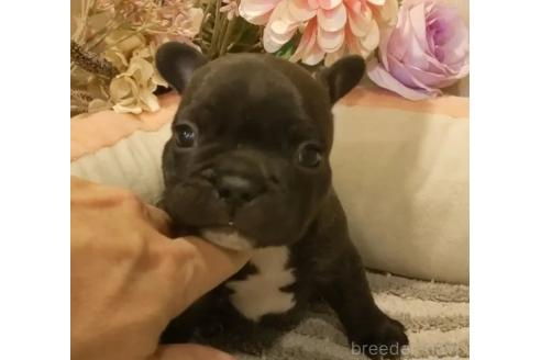 成約済の愛知県のフレンチブルドッグ-368065の2枚目