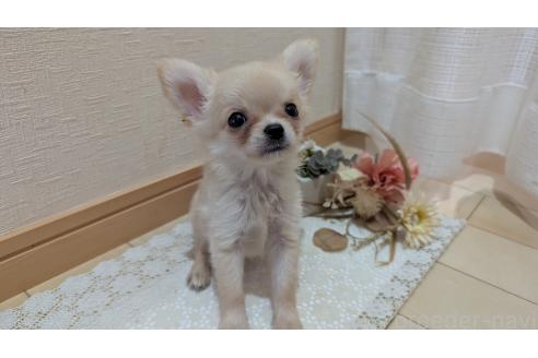 成約済の広島県のチワプー:チワワ×トイプードル-358081の13枚目