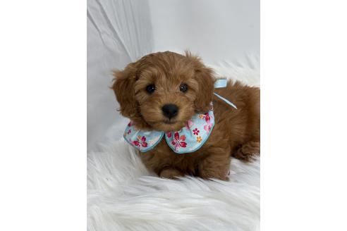 成約済の京都府のミックス犬-367949の3枚目