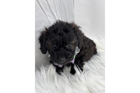 成約済の京都府のミックス犬-367950の3枚目