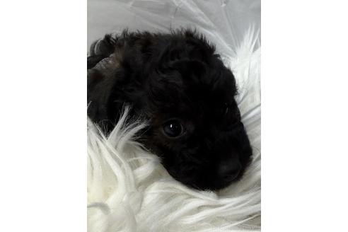 成約済の京都府のミックス犬-367950の2枚目