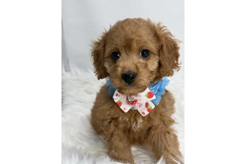 成約済の京都府のミックス犬-367951の1枚目