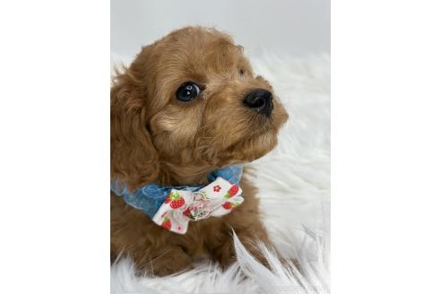 成約済の京都府のミックス犬-367951の3枚目