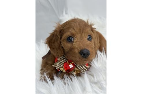 成約済の京都府のミックス犬-367952の3枚目