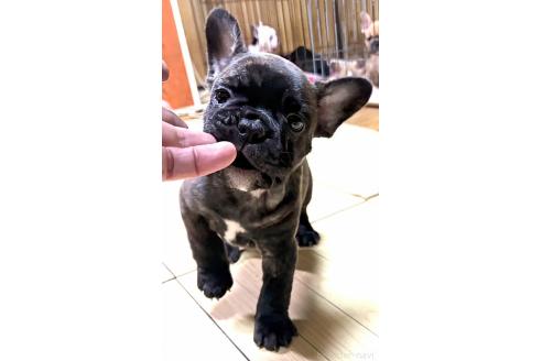 成約済の愛媛県のフレンチブルドッグ-364950の17枚目
