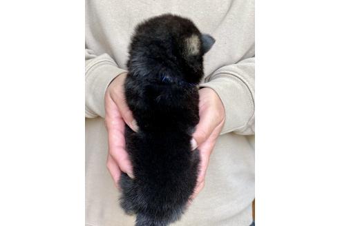 成約済の熊本県の柴犬-367955の3枚目
