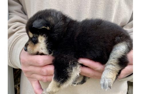 成約済の熊本県の柴犬-367955の2枚目