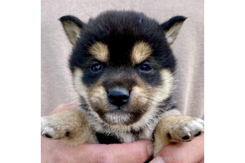 成約済の熊本県の柴犬-367956の4枚目