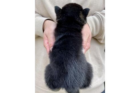成約済の熊本県の柴犬-367956の3枚目