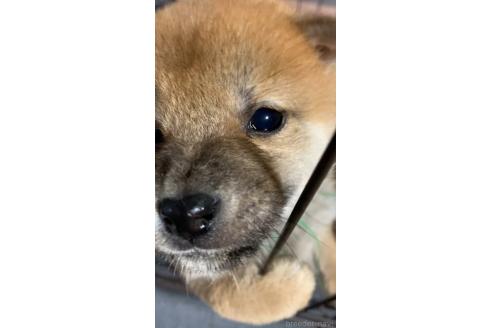 成約済の熊本県の柴犬-363771の11枚目
