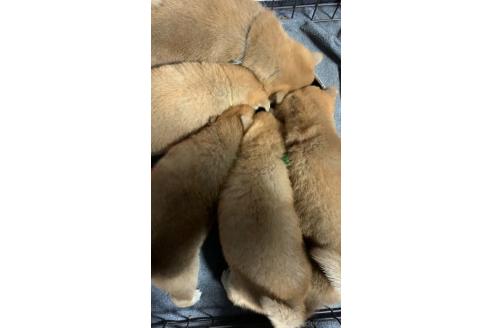 成約済の熊本県の柴犬-362066の6枚目