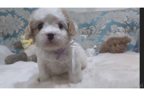 成約済の大阪府のミックス犬-364482の2枚目