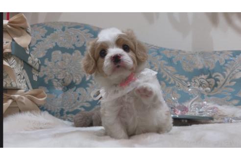 成約済の大阪府のミックス犬-364475の6枚目