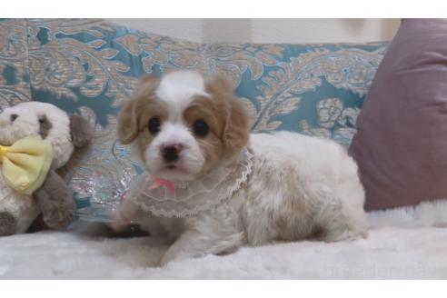 成約済の大阪府のミックス犬-364475の4枚目